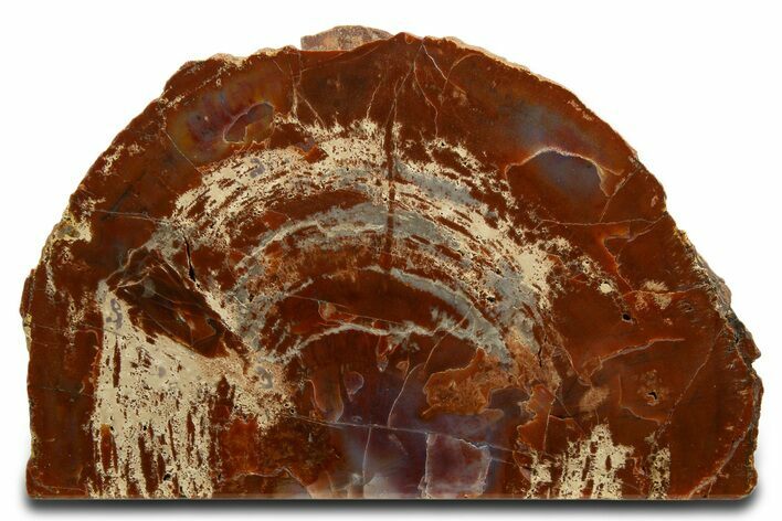 Polished Red/Purple Petrified Wood Stand Up - Arizona #338296